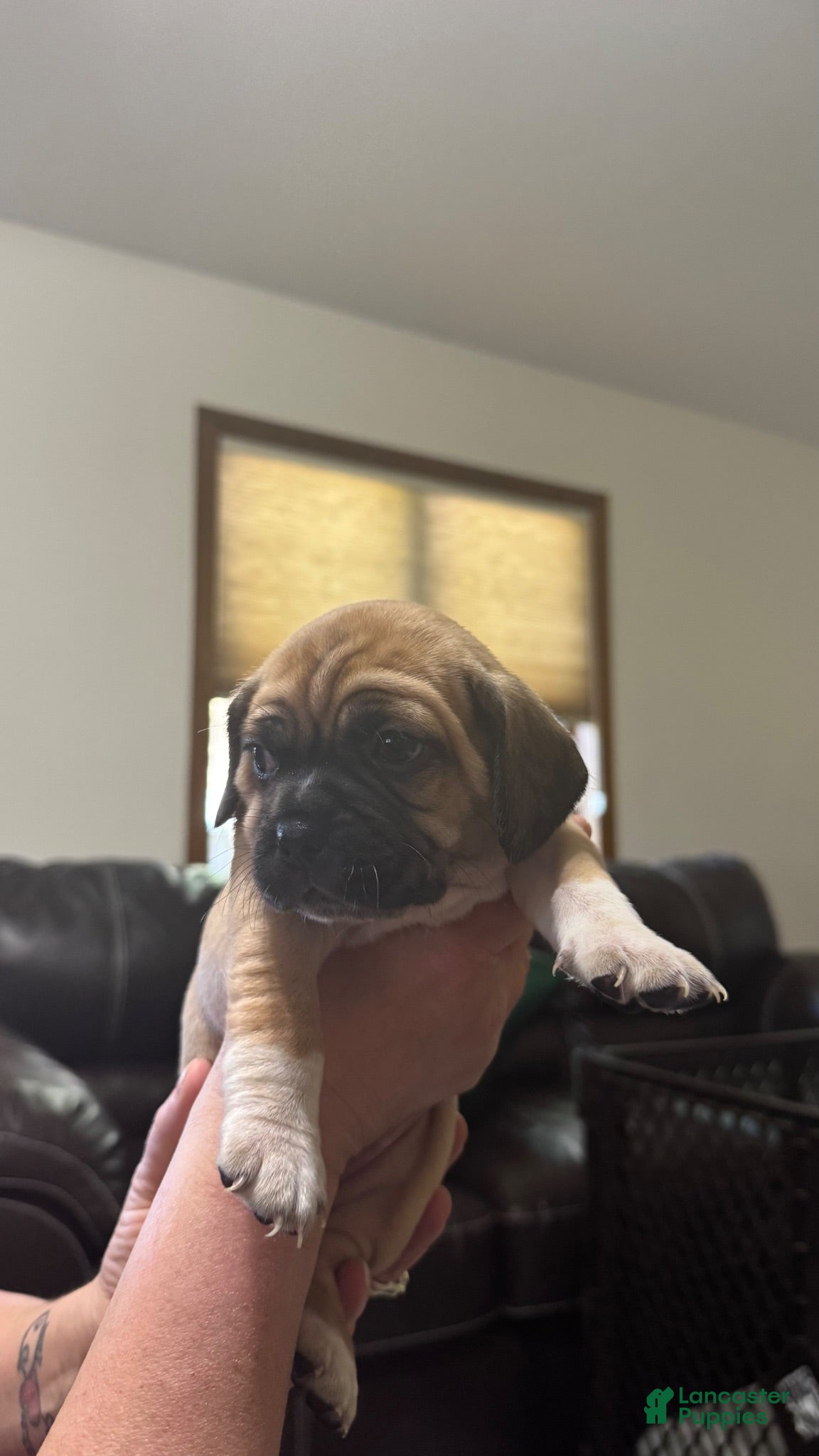 Puggle dogs Purple collar  - Ad 1