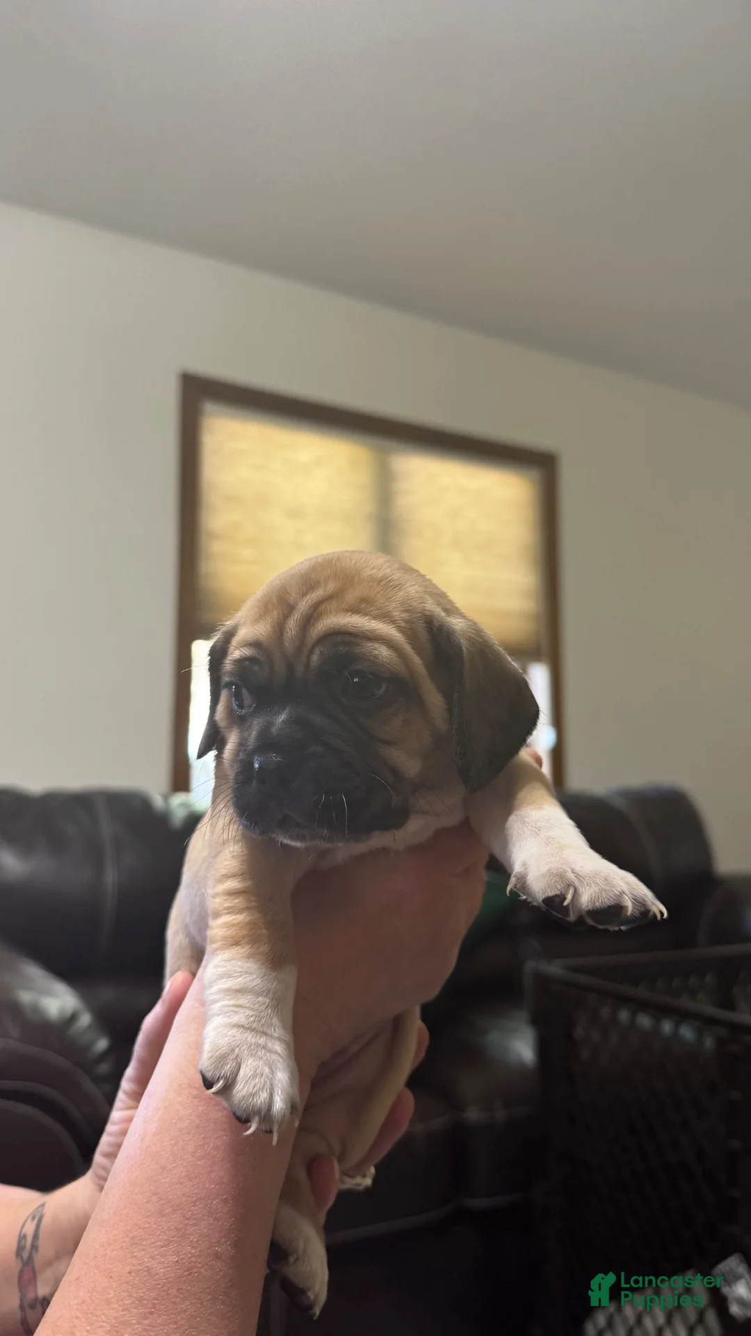 Puggle dogs for sale: Purple collar  - Ad 1