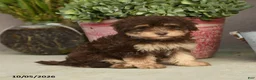 Havapoo dogs for sale: Theodore - Ad 2
