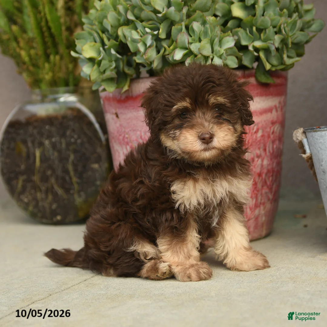 Havapoo dogs for sale: Theodore - Ad 2