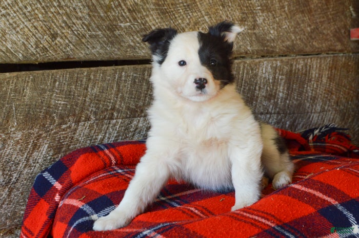 Mixed Breed dogs Amber - Ad 24