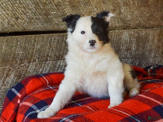 Mixed Breed dogs Amber - Ad 5