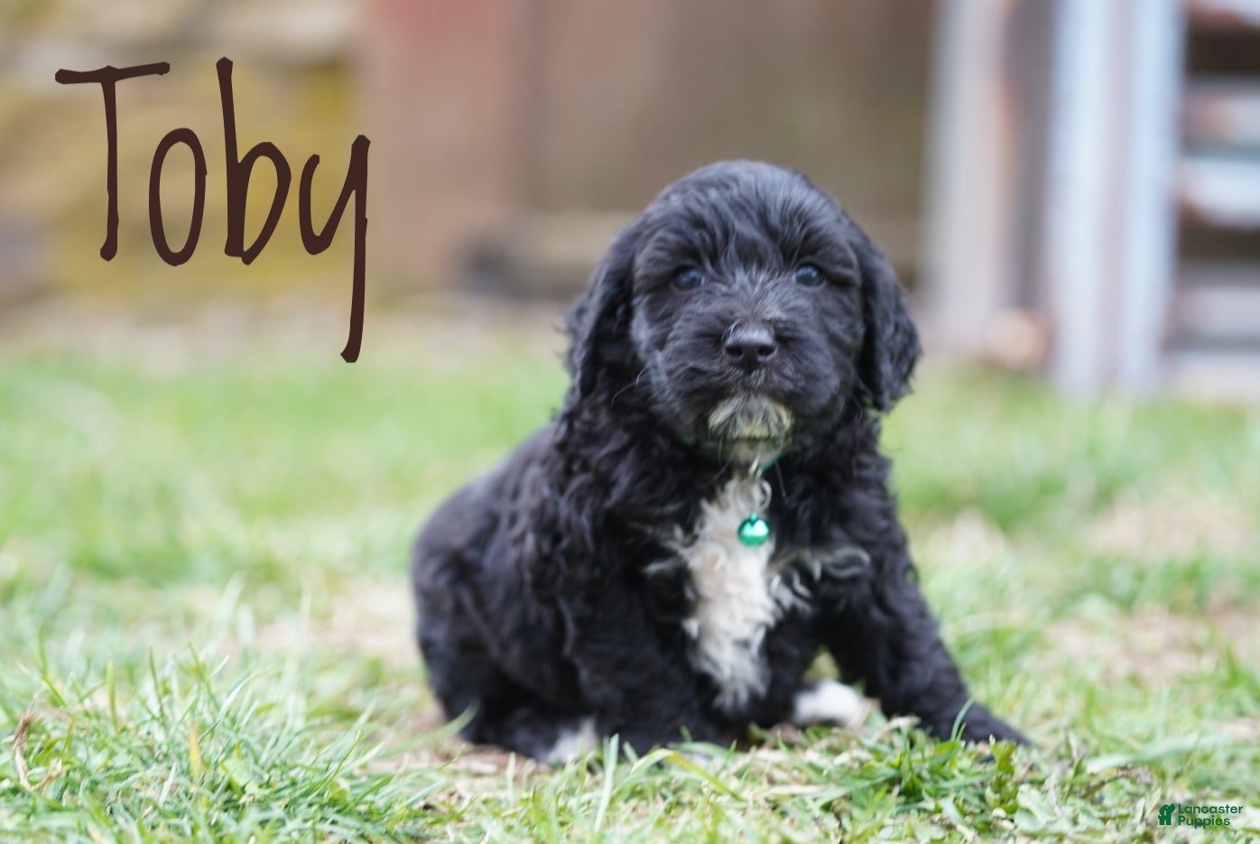 Portuguese Water Dog dogs Toby - Ad 2