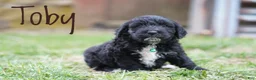 Portuguese Water Dog dogs for sale: Toby - Ad 2