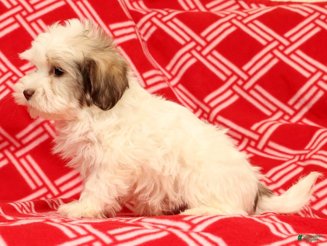 Havanese dogs for sale: Benji - Ad 5