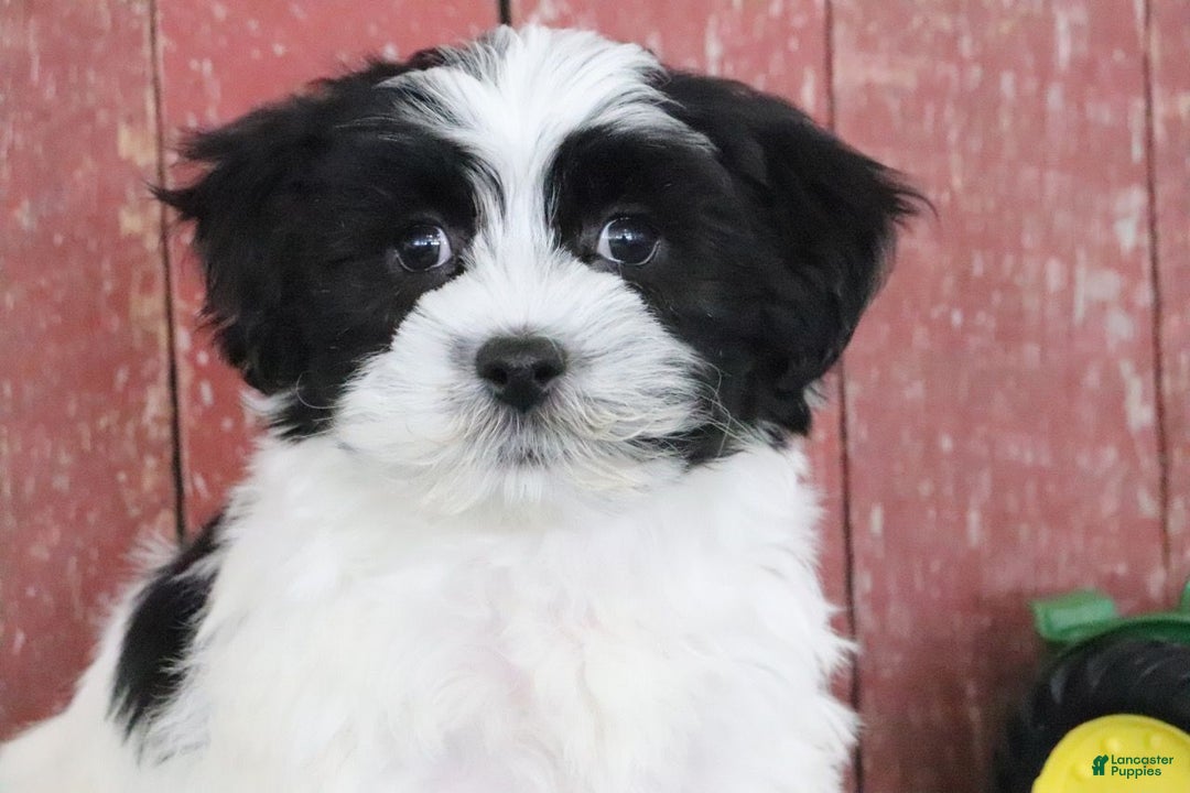 Teddy Bear dogs for sale: Lance - Ad 1