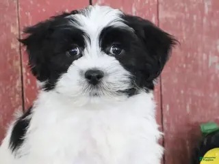 Teddy Bear dogs Lance - Ad 41