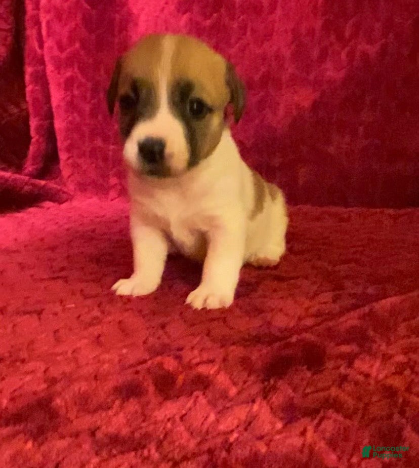 Jack Russell Terrier dogs Jack Russell Terrier Puppy 7 - Ad 1