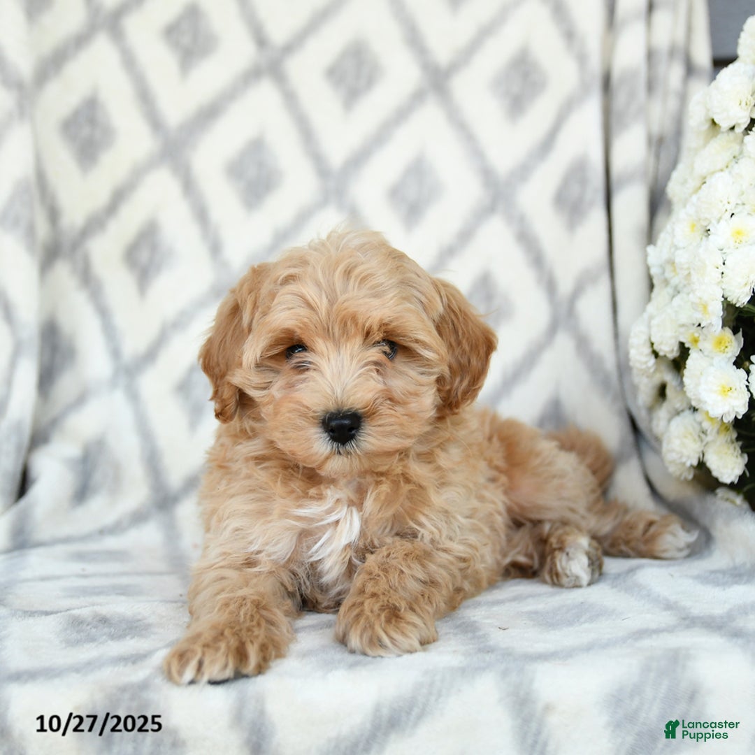 Maltipoo dogs for sale: Justin - Ad 3