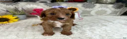 Cavapoo dogs for sale: Kayla - Ad 4