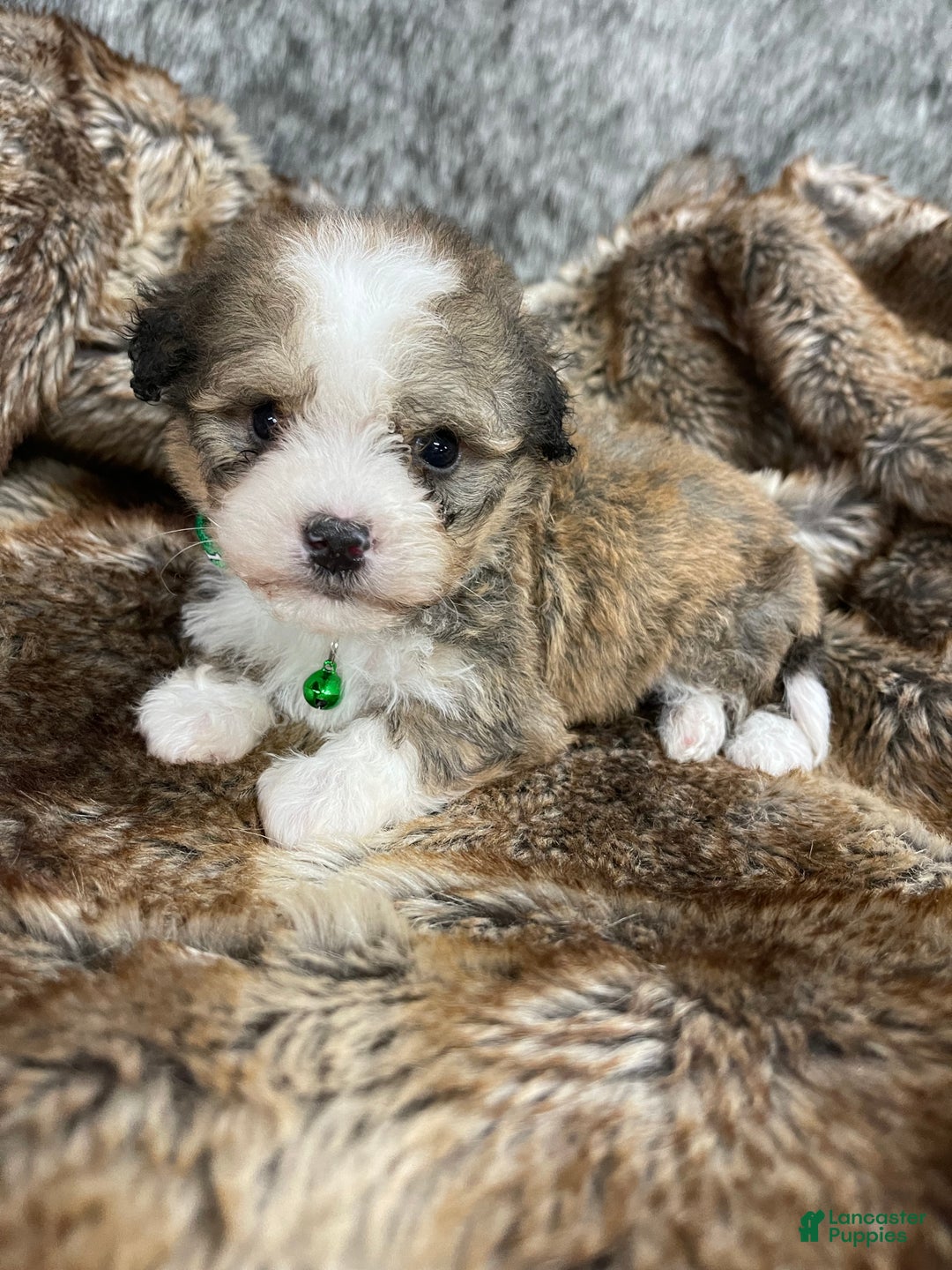 Mixed Breed dogs for sale: Mini Bernedoodle Puppy 3 - Ad 2