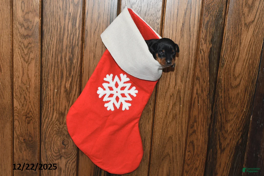 Miniature Pinscher dogs for sale: Archie - Ad 8