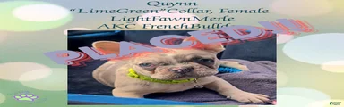 Quynn “LimeGreen” Collar, Female 