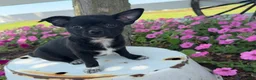Chihuahua dogs for sale: Tony - Ad 3