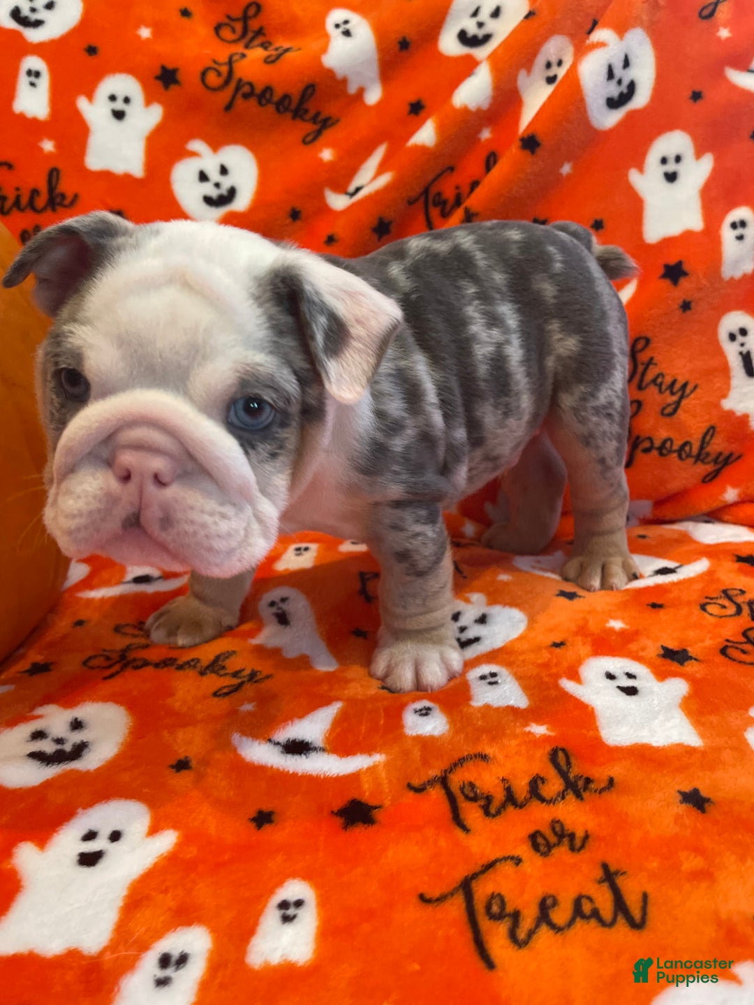 English Bulldog dogs for sale: English Bulldog Puppy 5 - Ad 5