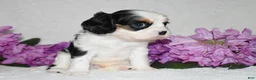 Cavalier King Charles Spaniel dogs for sale: Sammy - Ad 6