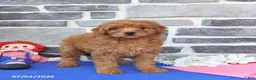 Mini Goldendoodle dogs for sale: Chloe - Ad 4