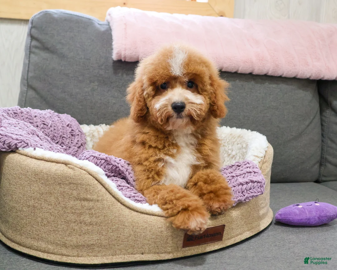 Mini Goldendoodle dogs for sale: Spaghetti - Ad 2