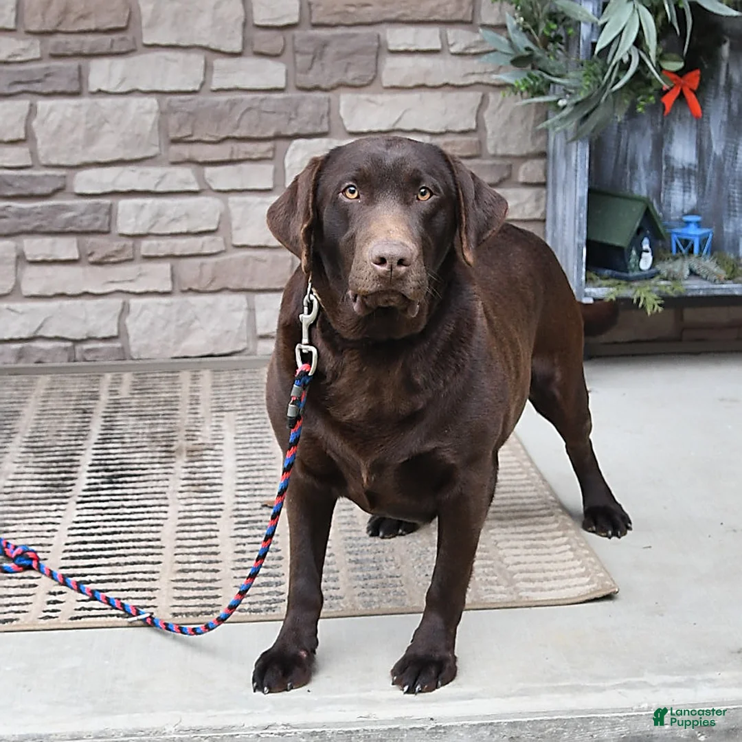 Labrador Retriever dogs for sale: Tanner - Ad 6