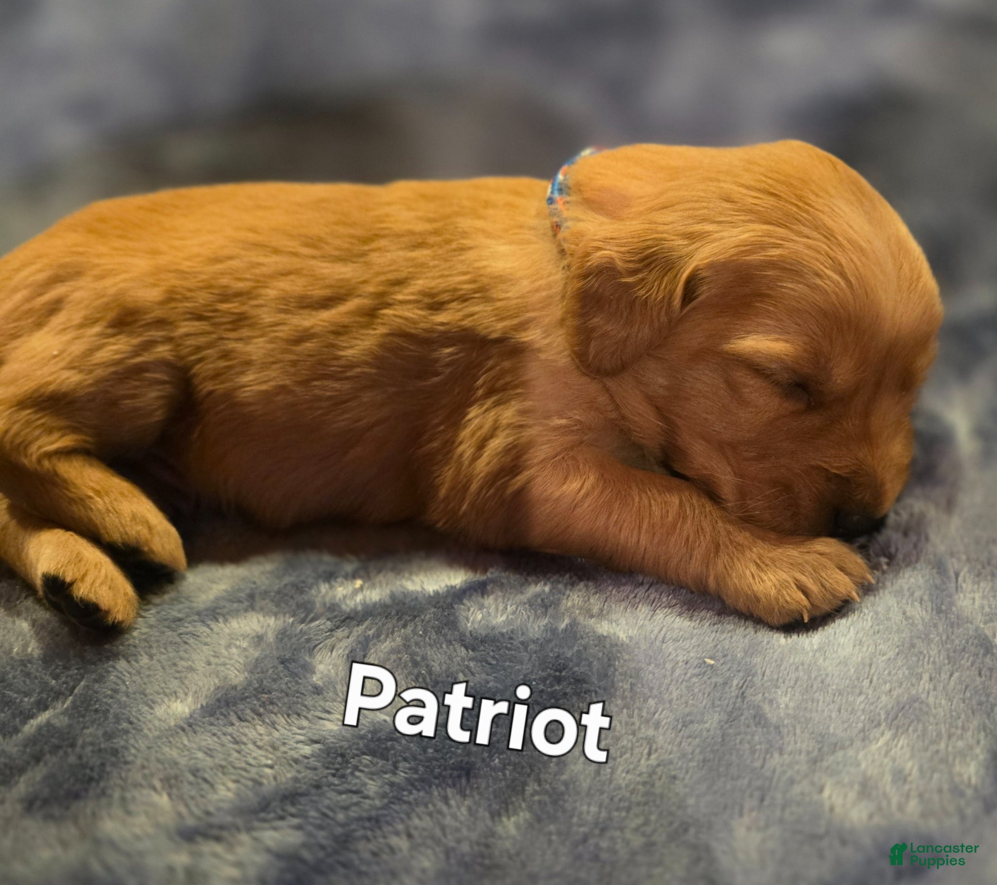 Golden Retriever dogs Patriot - Ad 22