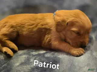 Golden Retriever dogs Patriot - Ad 15