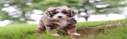Mini Bernedoodle dogs for sale: Pelle - Ad 3