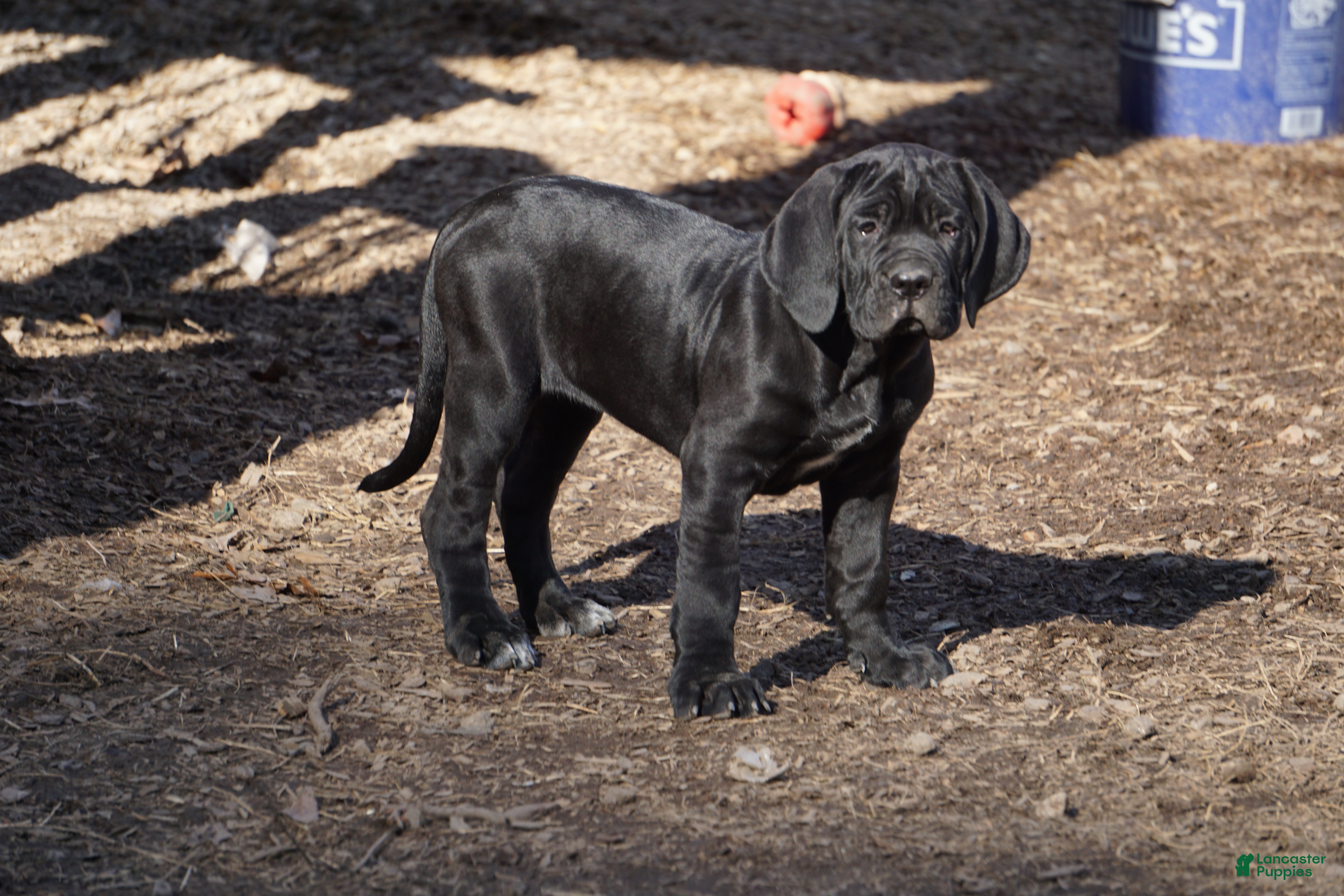 Cane Corso dogs Siren - Ad 30