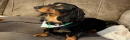 Miniature Dachshund dogs for sale: Miniature Dachshund Puppy 1 - Ad 1