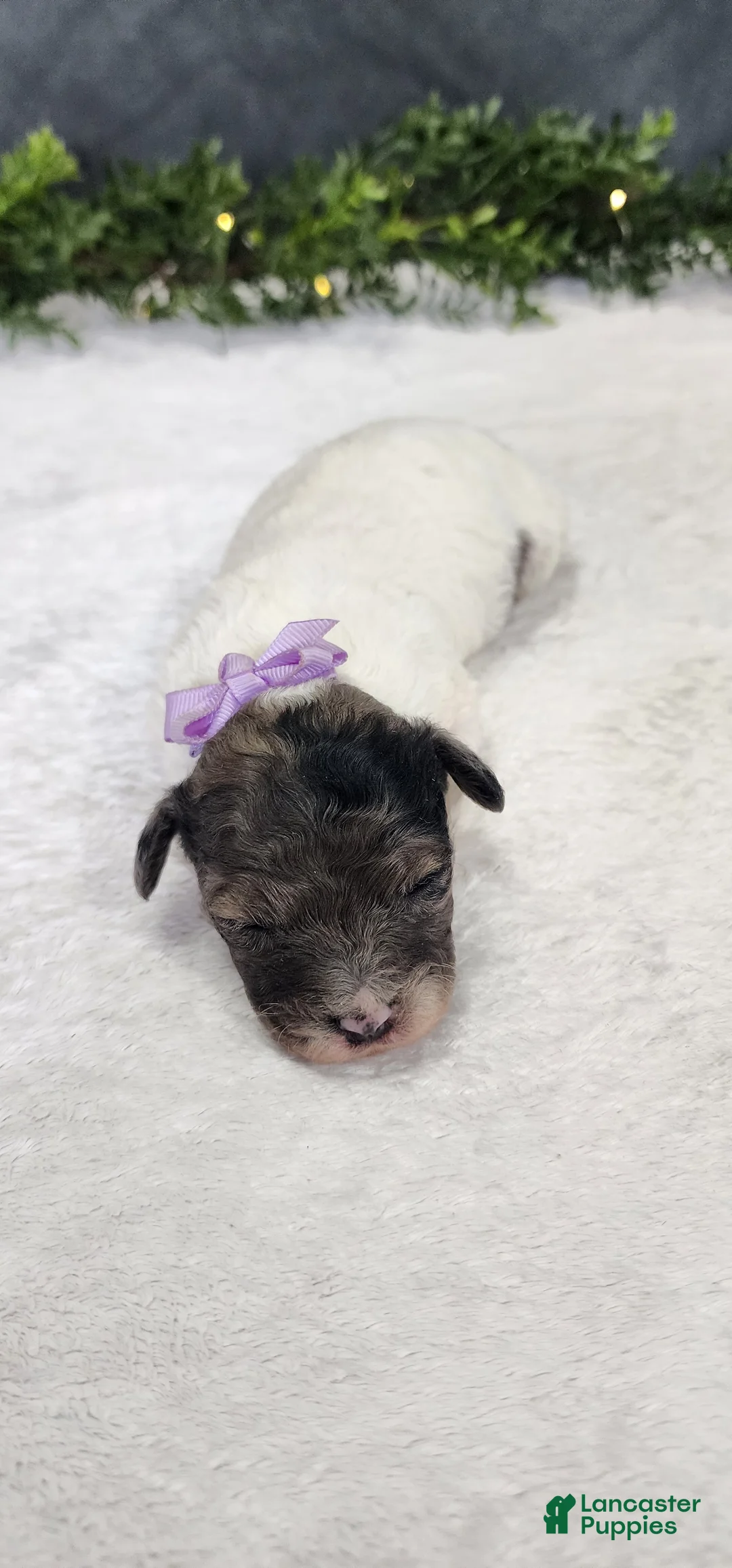 Miniature Poodle dogs for sale: Sadie - Ad 2