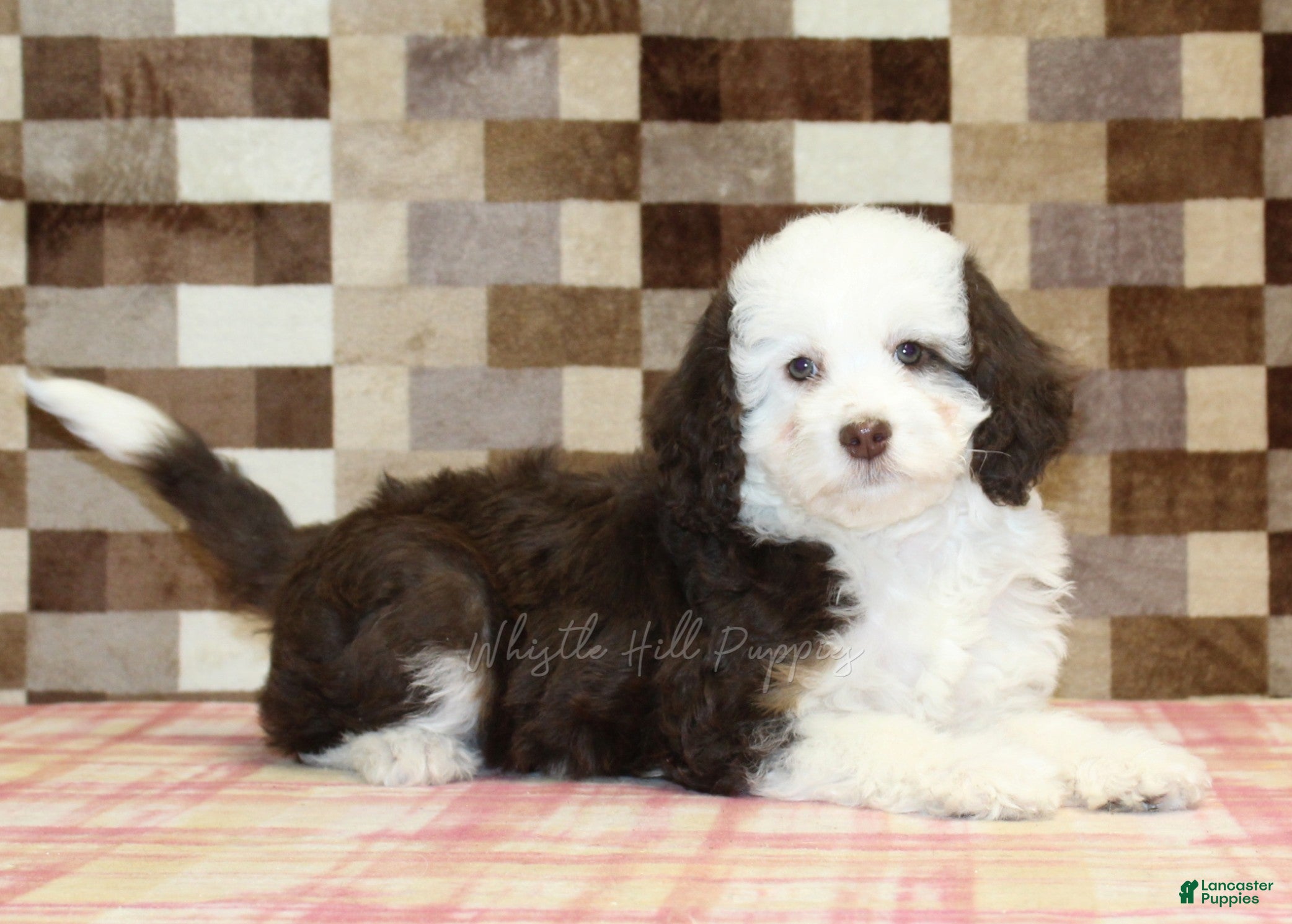 Mini Bernedoodle dogs Honey - Ad 2