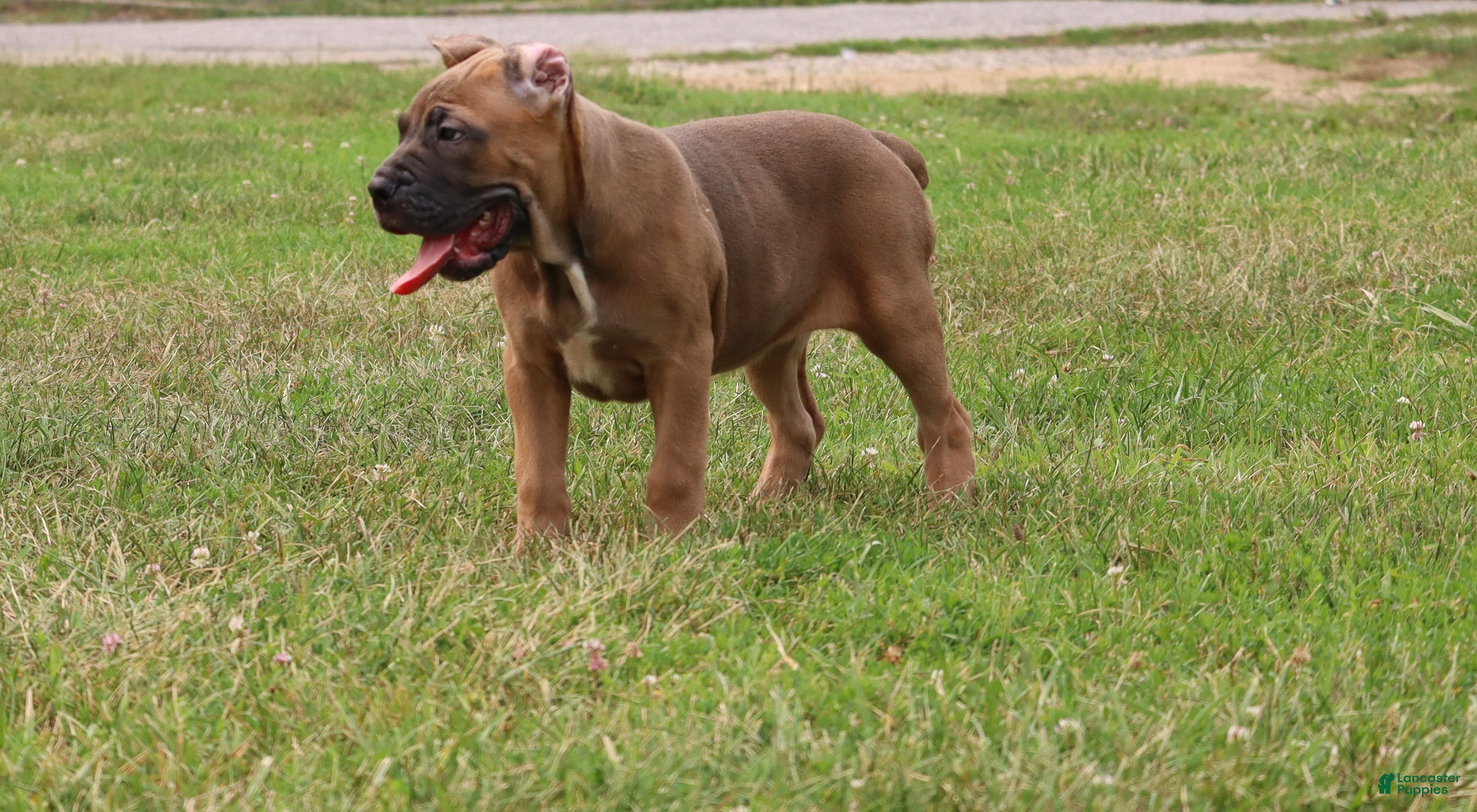 Cane Corso dogs for sale: Andromeda  - Ad 3