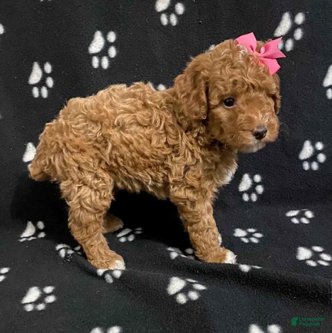 Miniature Poodle dogs for sale: Beauty-medium size - Ad 6