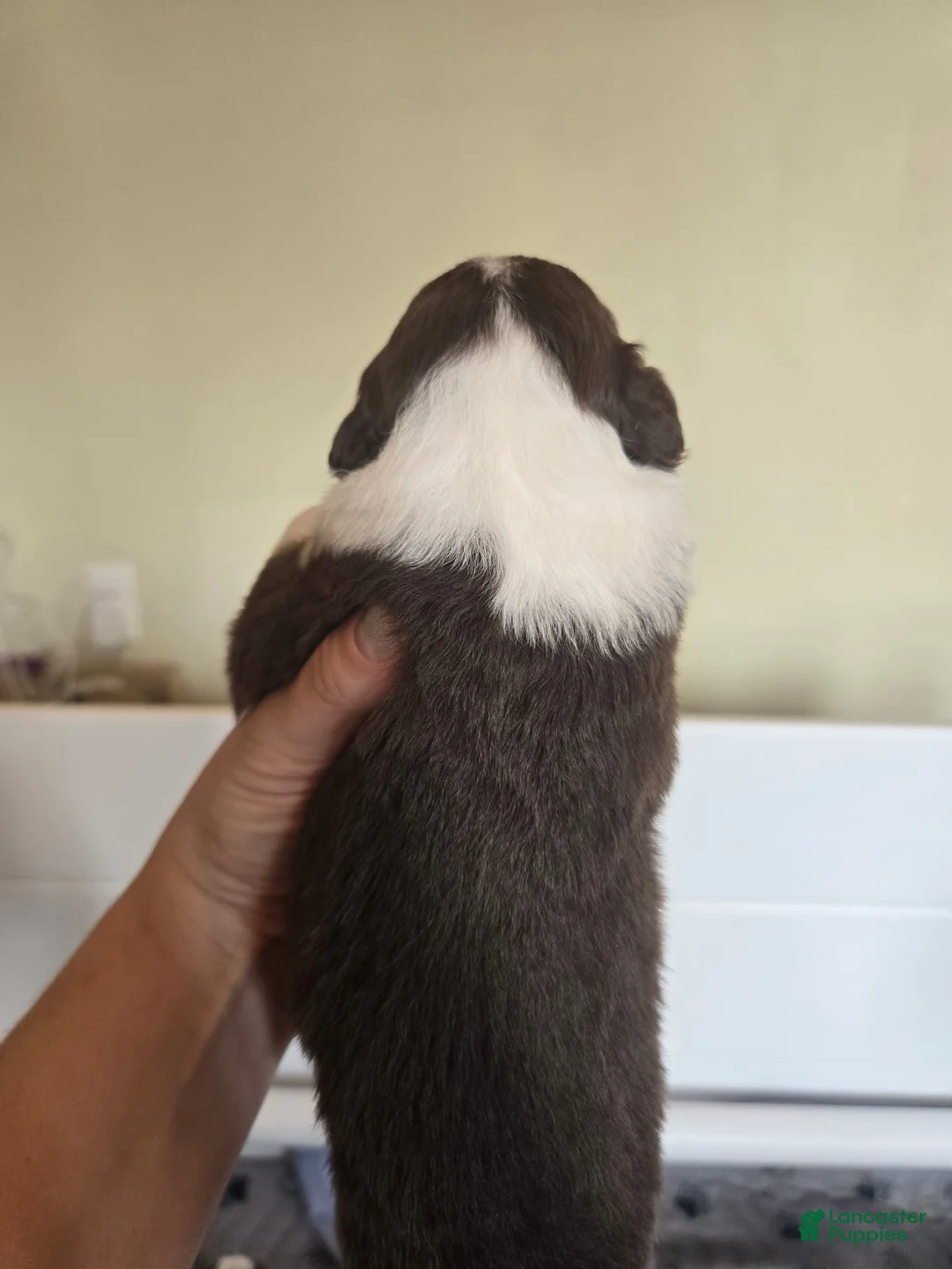 Australian Shepherd dogs for sale: Australian Shepherd Puppy 4 - Ad 2