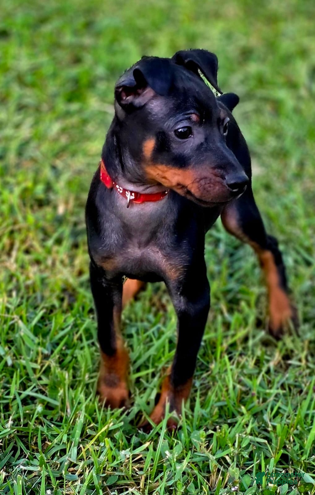 Miniature Pinscher dogs Red - Ad 1