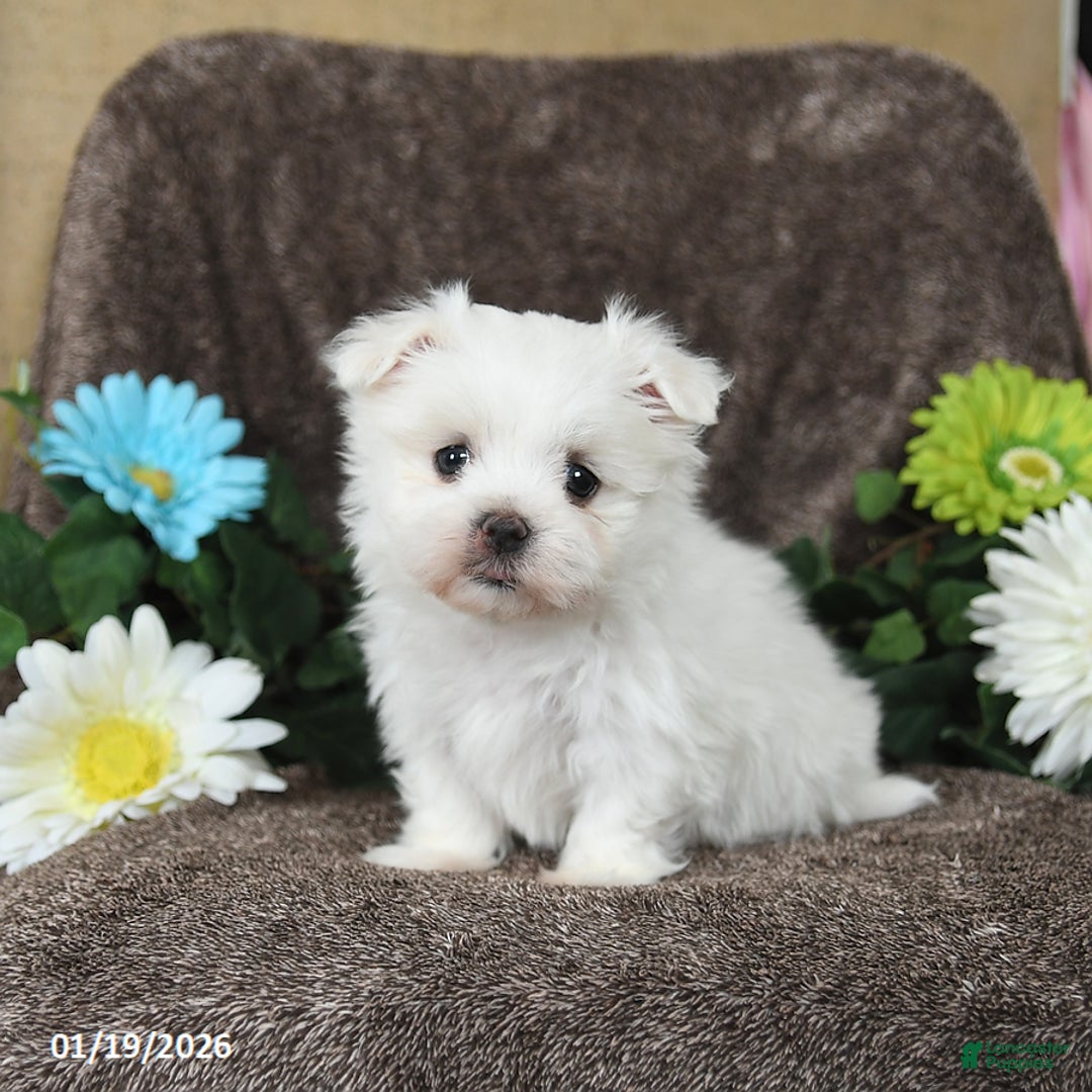 Maltese dogs for sale: Glendon - Ad 1