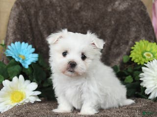 Maltese dogs Glendon - Ad 30