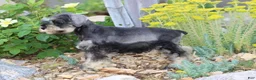 Miniature Schnauzer dogs for sale: Tonya - Ad 3
