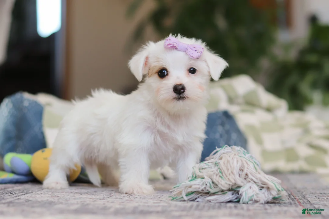 Morkie dogs for sale: Elsa - Ad 6
