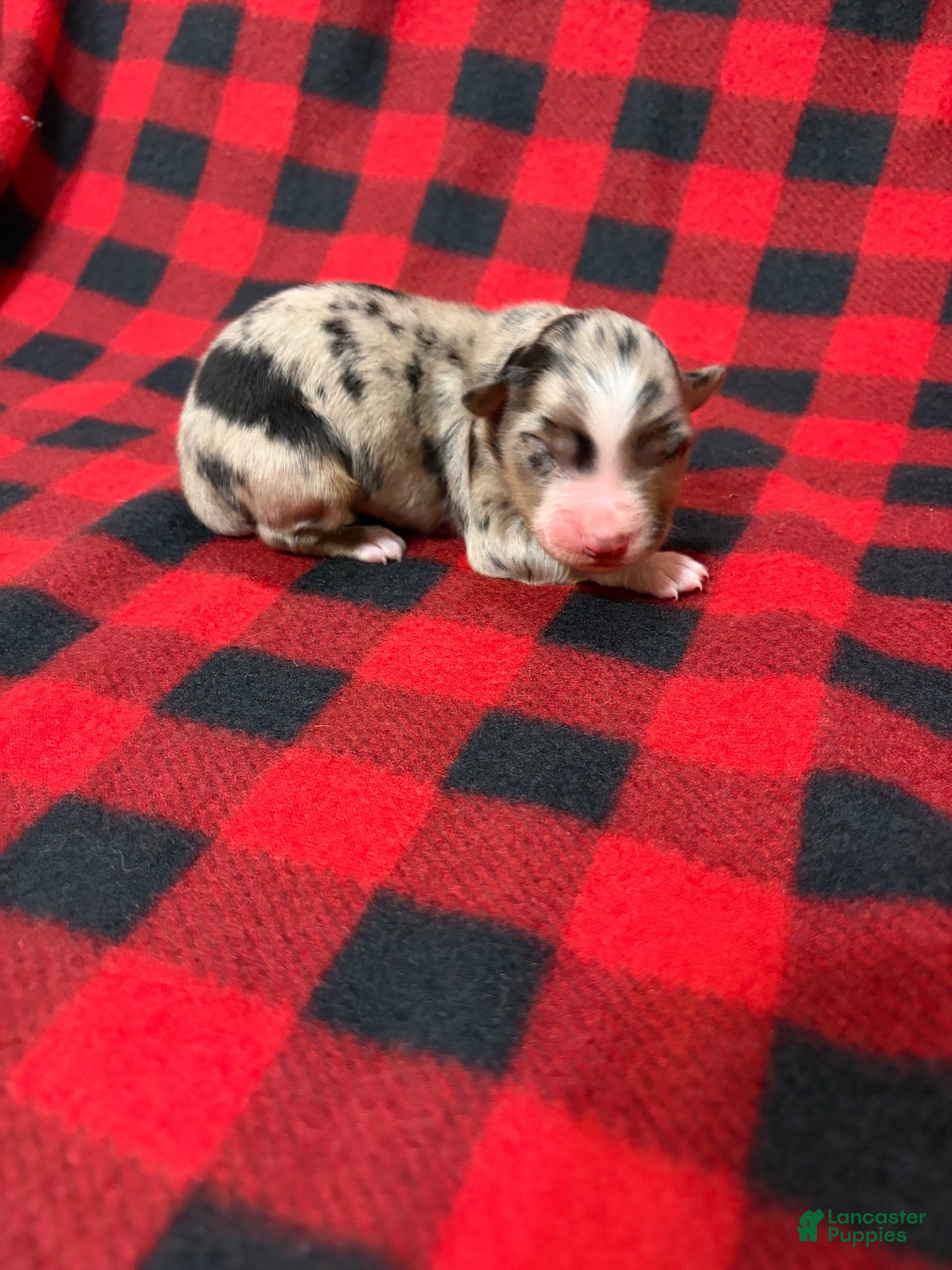Australian Shepherd dogs for sale: Australian Shepherd 5 - Ad 11