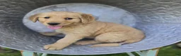 Golden Retriever dogs for sale: Tammy - Ad 5