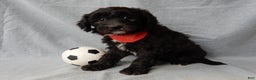 Sheepadoodle dogs for sale: Thunder - Ad 2