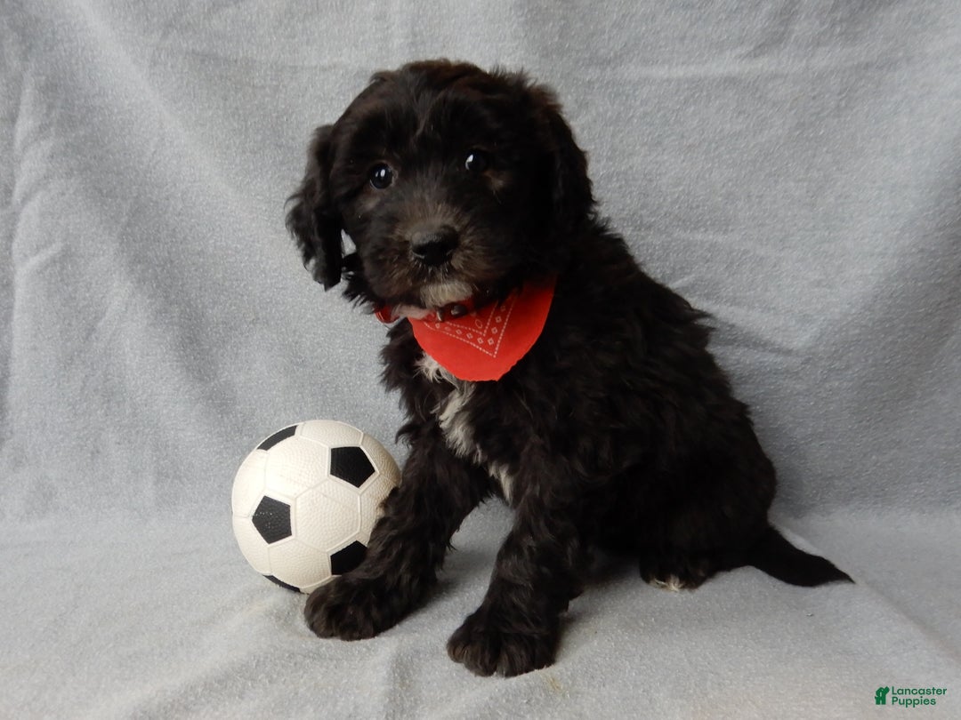 Sheepadoodle dogs for sale: Thunder - Ad 2