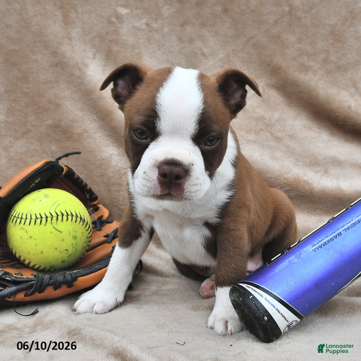 Boston Terrier dogs Brady - Ad 2