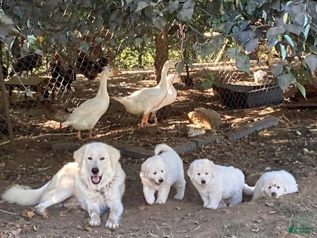 Great Pyrenees dogs for sale: Great Pyrenees 3 - Ad 2