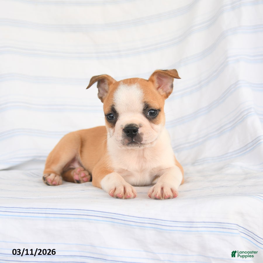 Boston Terrier dogs Ace - Ad 2