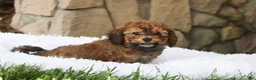 Cavapoo dogs for sale: Rudy - Ad 9