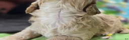 Cockapoo dogs for sale: Knotty - Ad 22