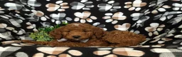 Mini Goldendoodle dogs for sale: Bailey Hypoallergenic - Ad 5