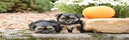 Morkie dogs for sale: Donna - Ad 5