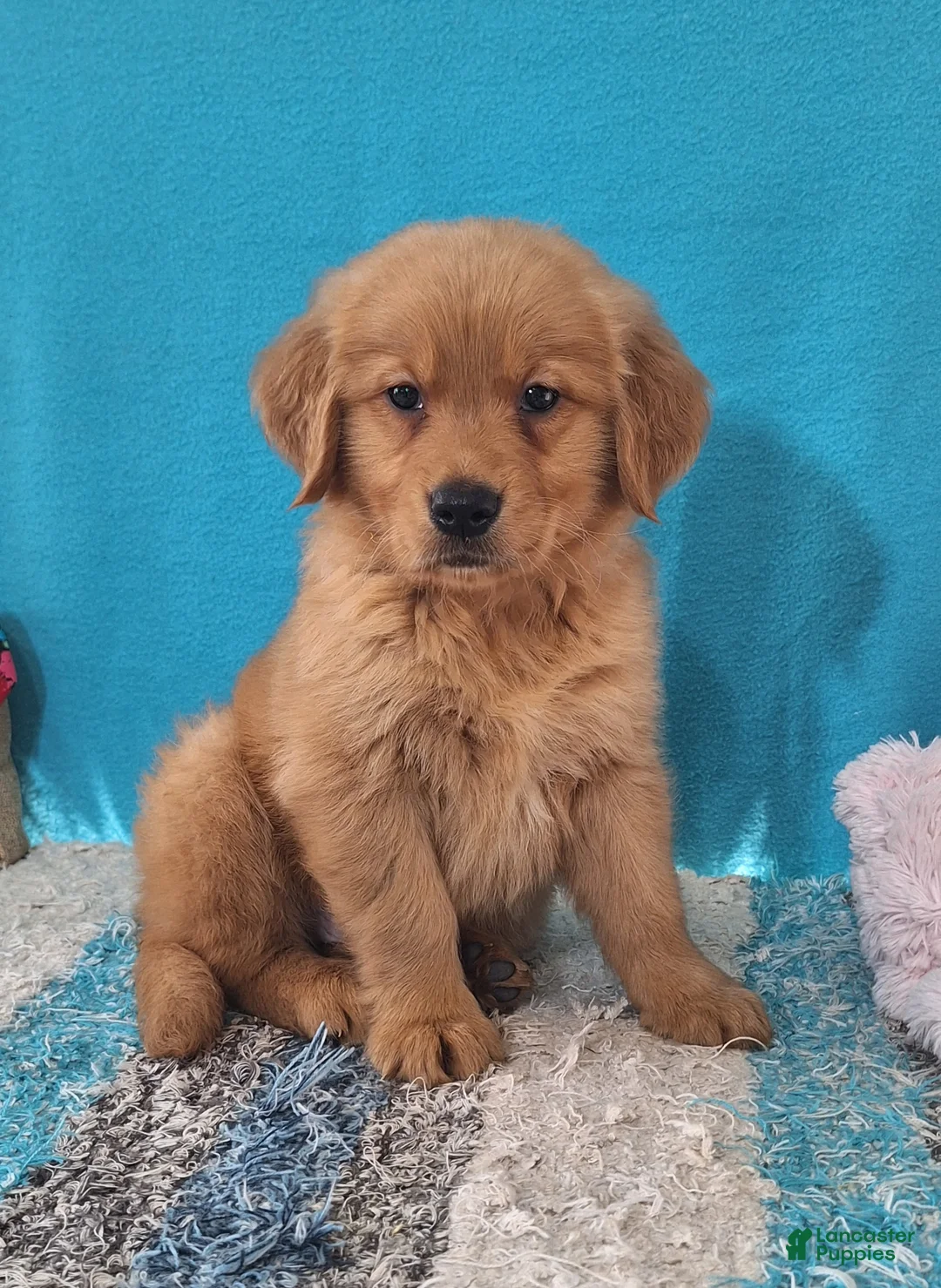 Golden Retriever dogs for sale: Colton - Ad 1